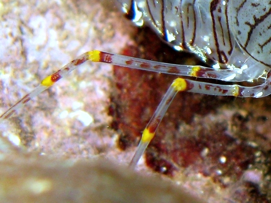 Differenze tra Palaemon serratus e Palaemon elegans